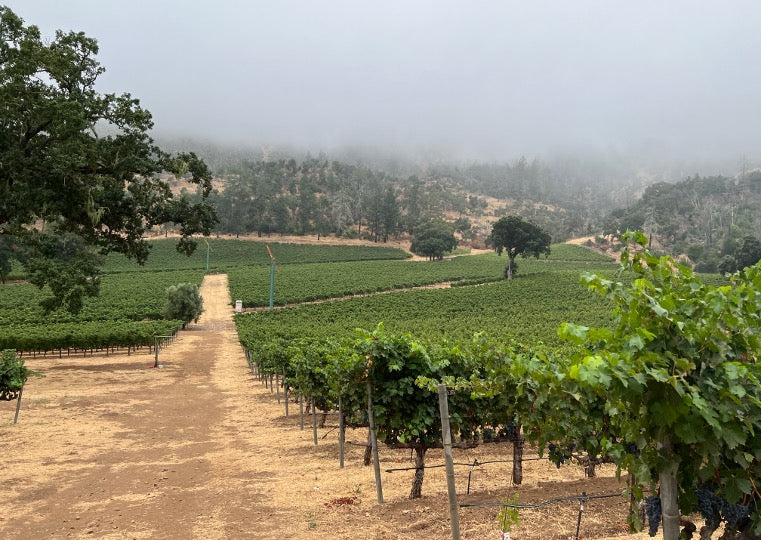 Rows of green grapevines stretch across a vineyard under a cloudy, foggy sky. A dirt path runs through the center, flanked by trees and surrounded by rolling hills in the background.