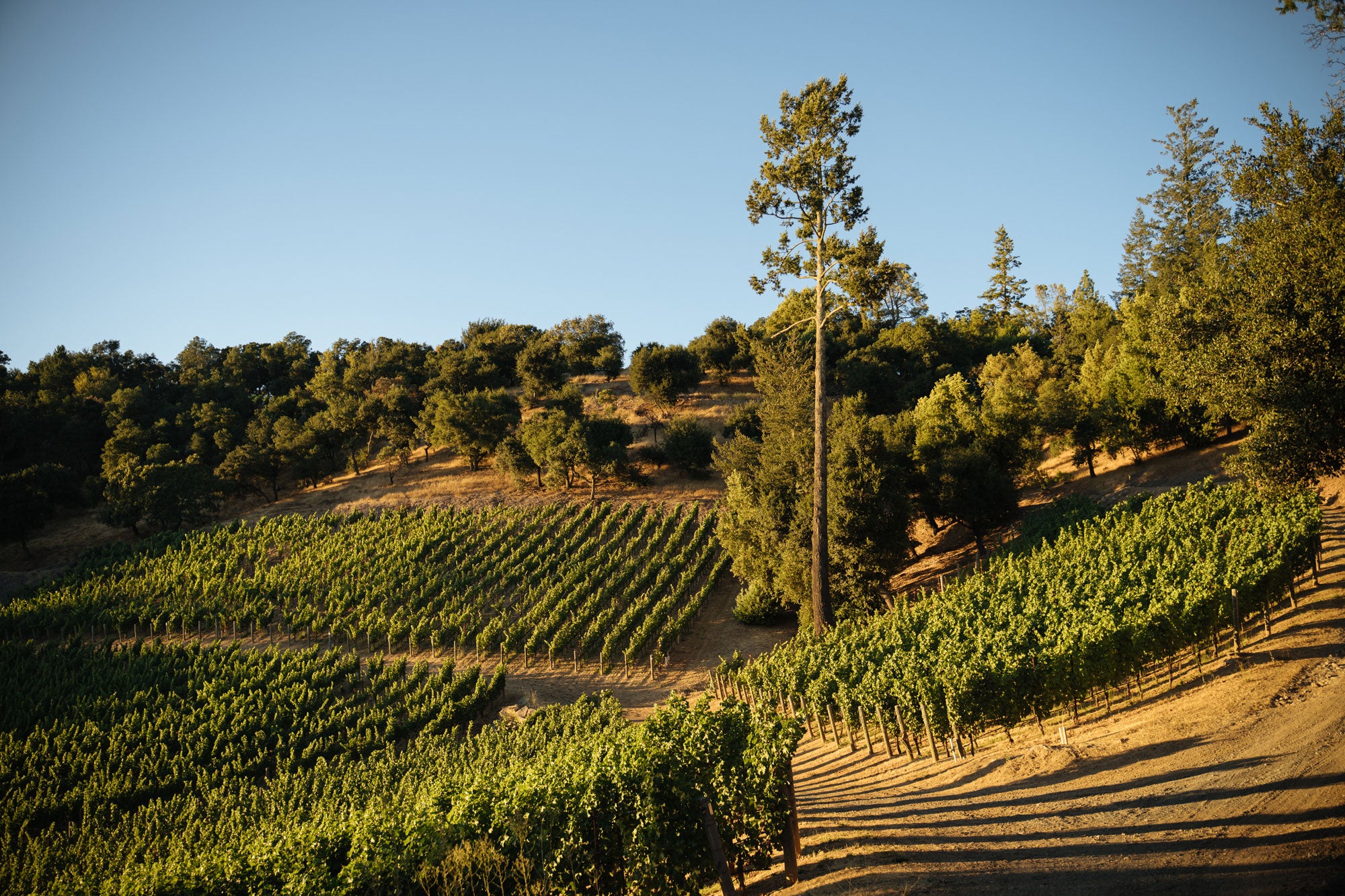 Rows of grapevines grow on a sunlit hillside vineyard, with tall trees and dense greenery in the background under a clear blue sky. Shadows from the vines stretch across the dry ground.