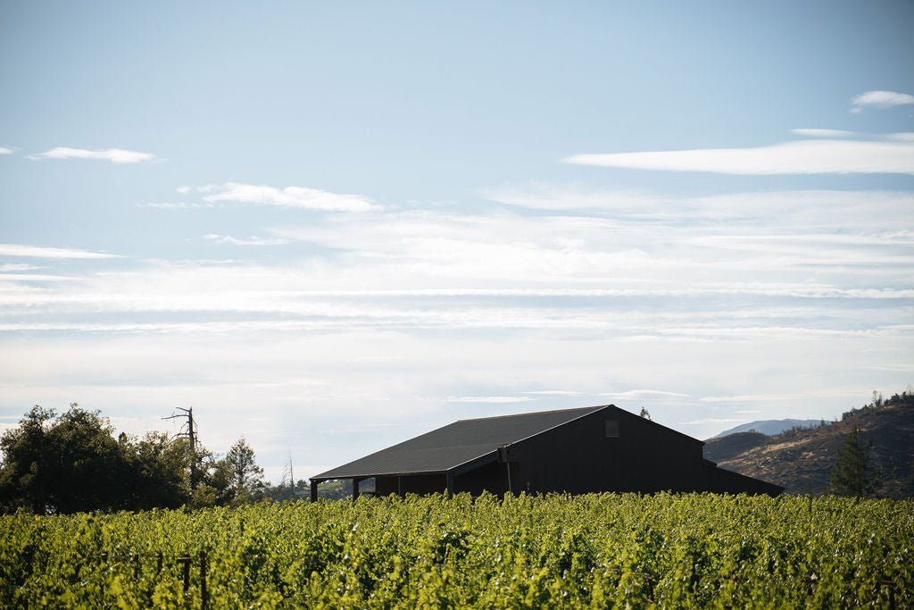 A dark barn sits behind a lush green vineyard under a bright blue sky with scattered white clouds and hills in the distance.