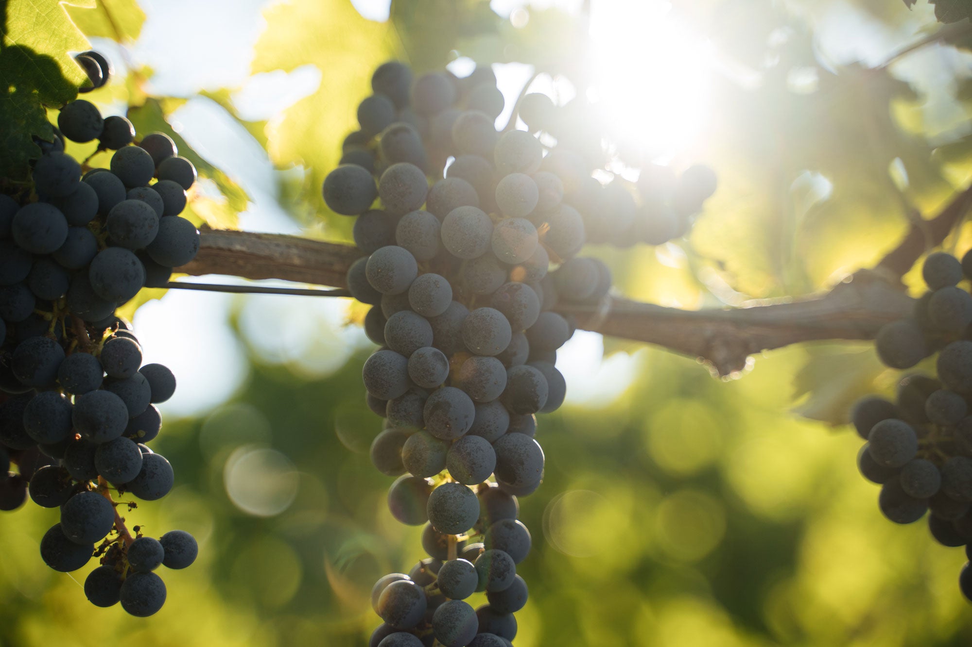 A close-up of dark purple grapes hanging from a vine, with sunlight streaming through green leaves in the background, creating a warm and vibrant atmosphere.