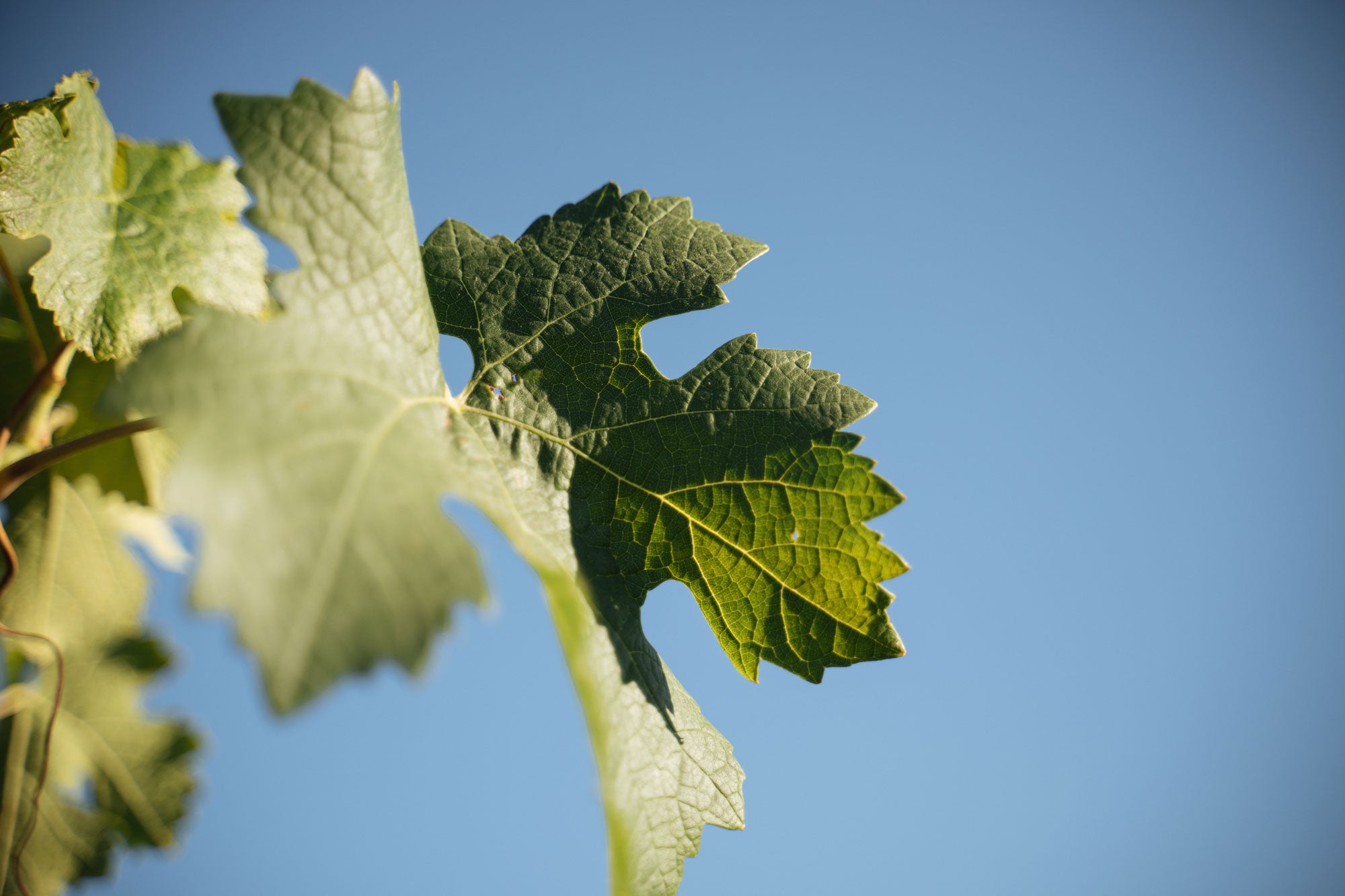 A close-up of a green grapevine leaf with sunlight highlighting its texture and veins, set against a clear blue sky. Another blurred leaf is visible to the left.
