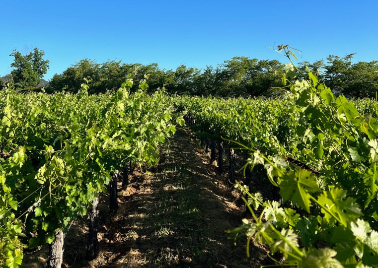 Rows of grapevines with green leaves stretch into the distance under a clear blue sky, surrounded by lush trees on a sunny day.