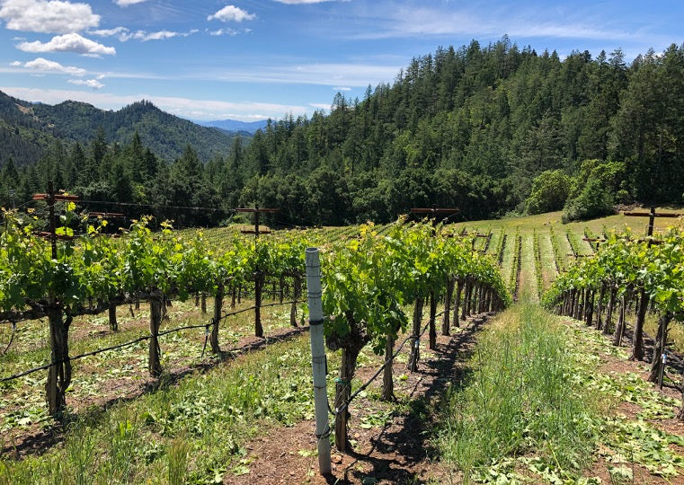 Rows of grapevines grow on a sunny hillside vineyard, surrounded by green trees and forested mountains under a blue sky with scattered clouds.