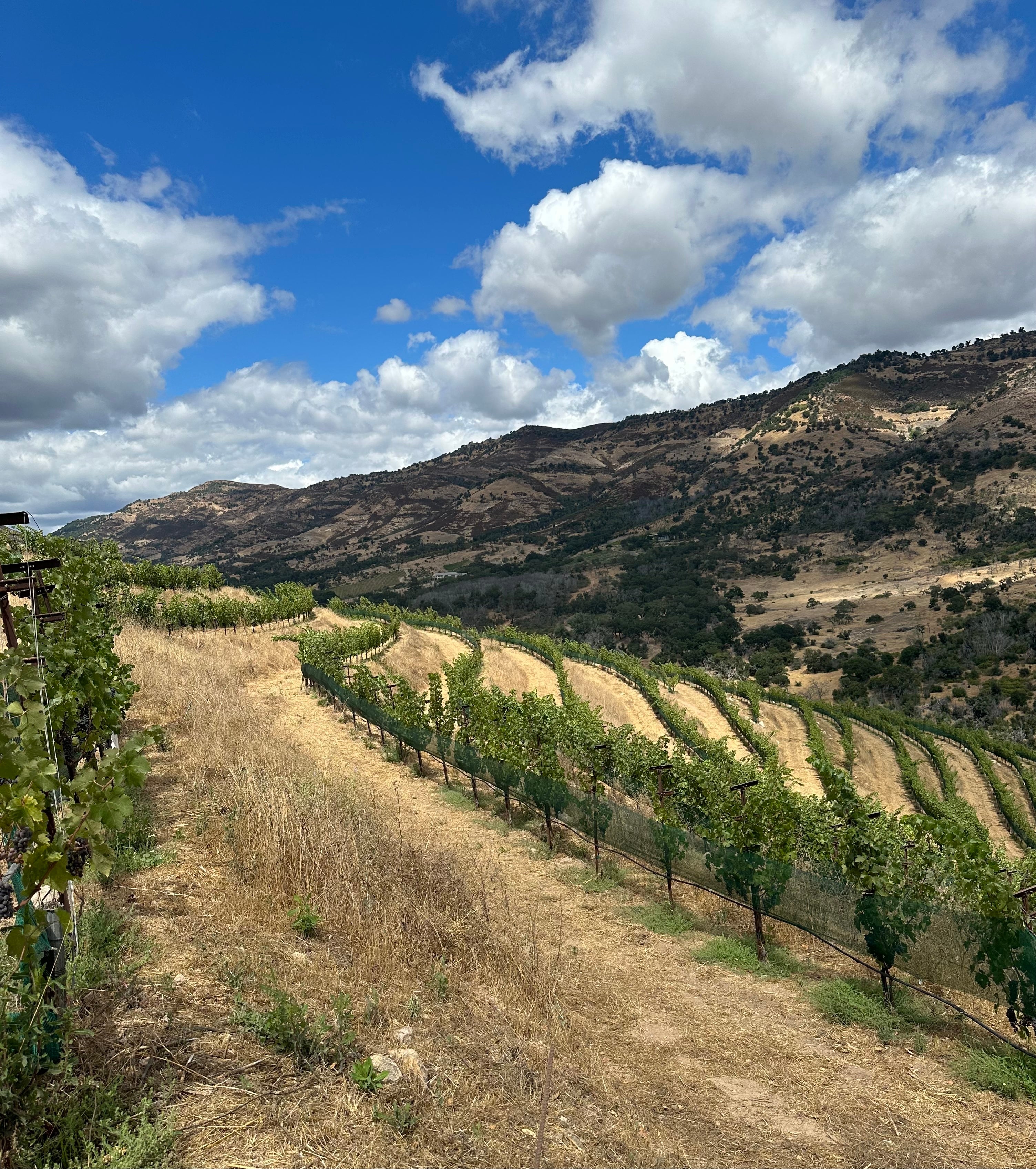 Rows of grapevines run along rolling, golden hills with sparse green trees, set against a backdrop of mountains under a partly cloudy blue sky.